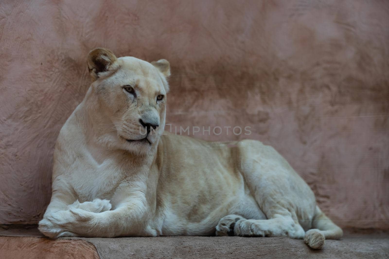 Female lion, Panthera leo, lionesse portrait, head profile on soft background, looking to the left, with space for text on left side
