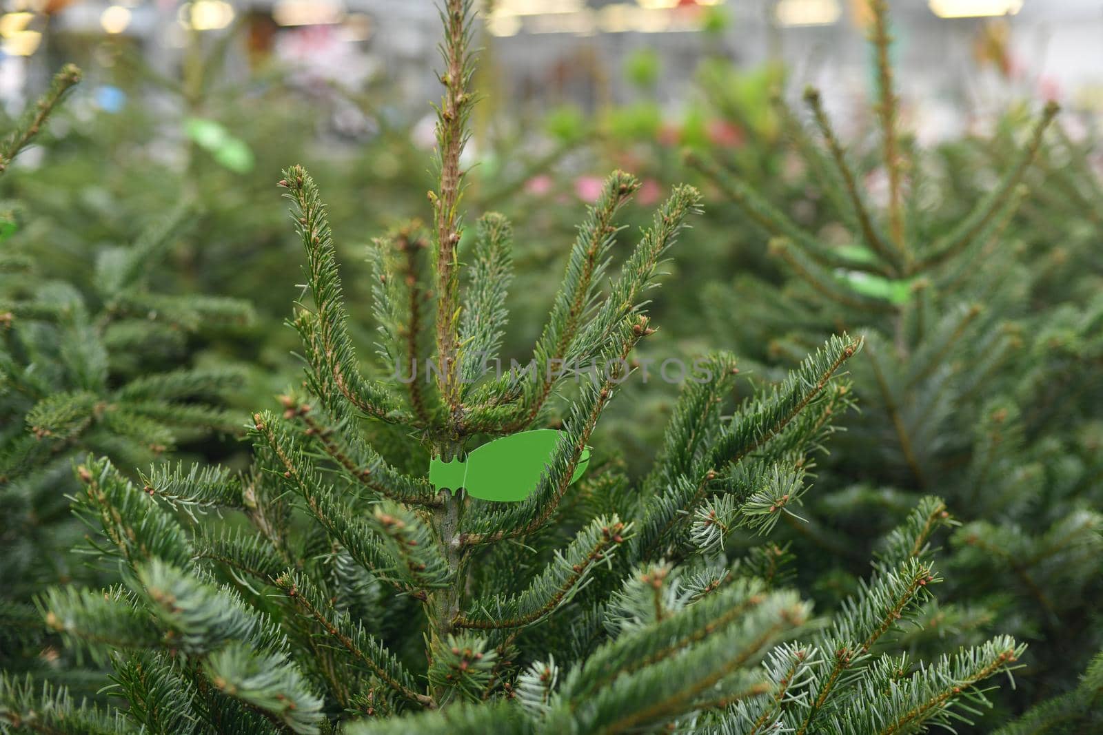 Christmas trees for sale at a market