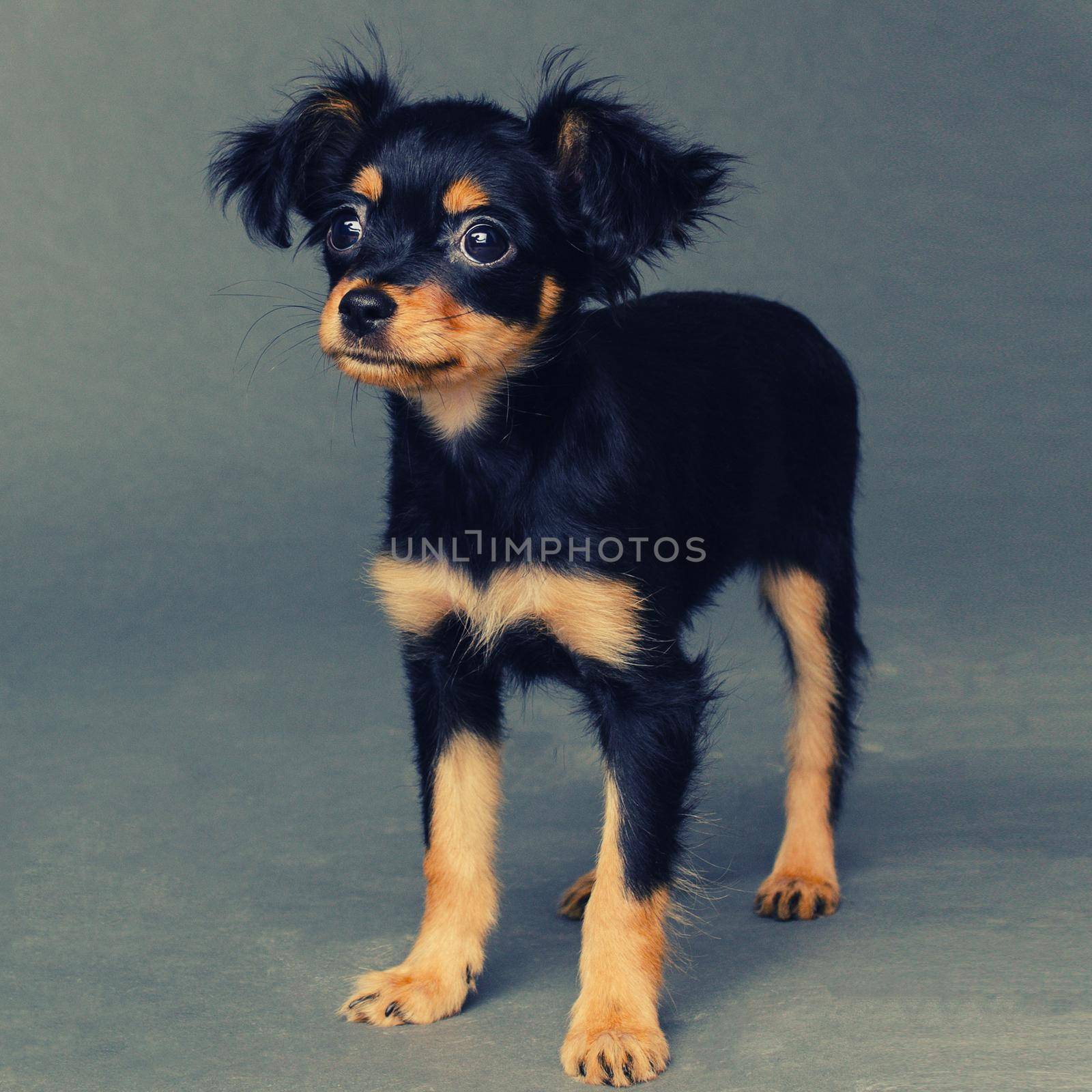 Cute puppy of Russian toy terrier on a gray background. - Image