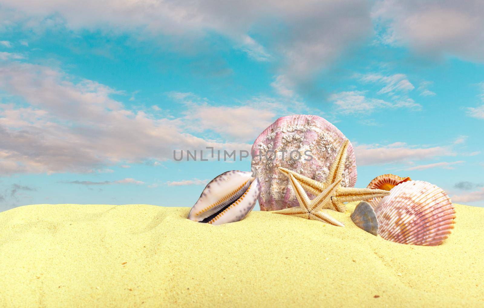 Sea shells with sand as background. Summer beach