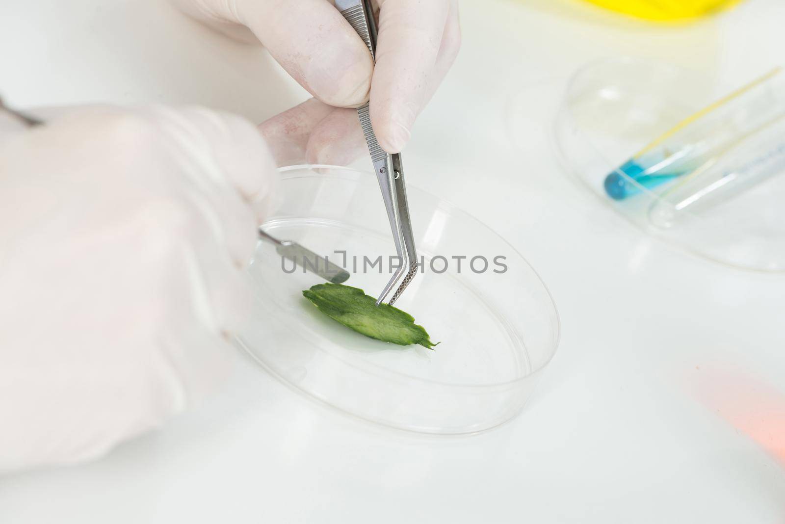 Microbiologist researching organic sample with tweezers in petri dish at workplace. Biochemistry expertise and experiments in laboratory. Medical student practice in microbiology laboratory.