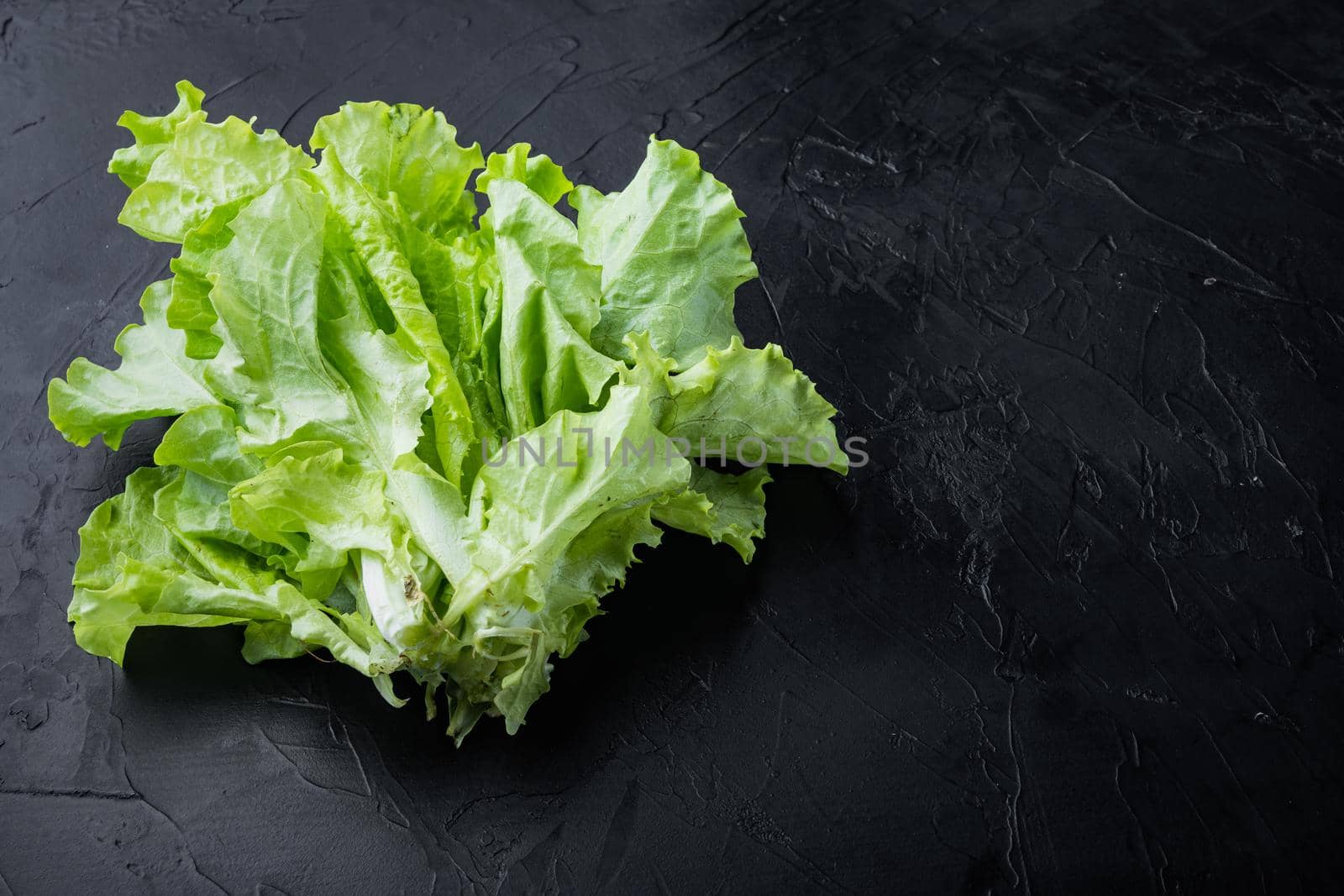 Raw organic green, oak lettuce, on black background with copy space for text