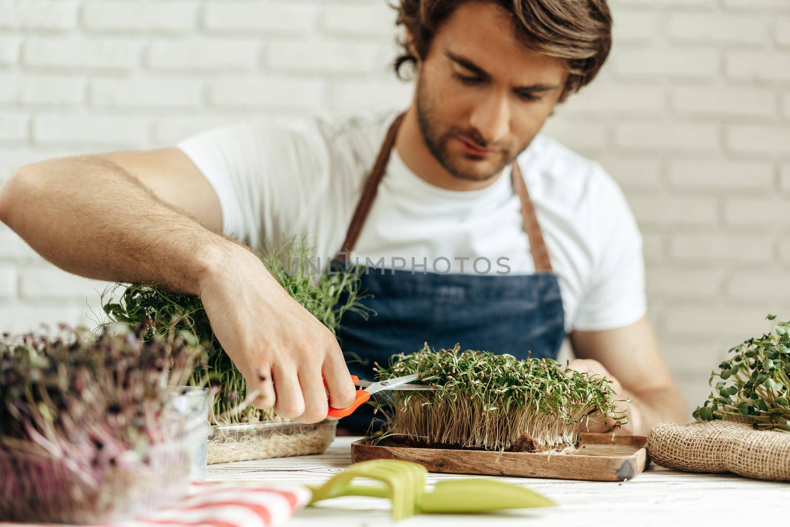 Attractive bearded man farmer taking care of sprouts of microgreens at his place