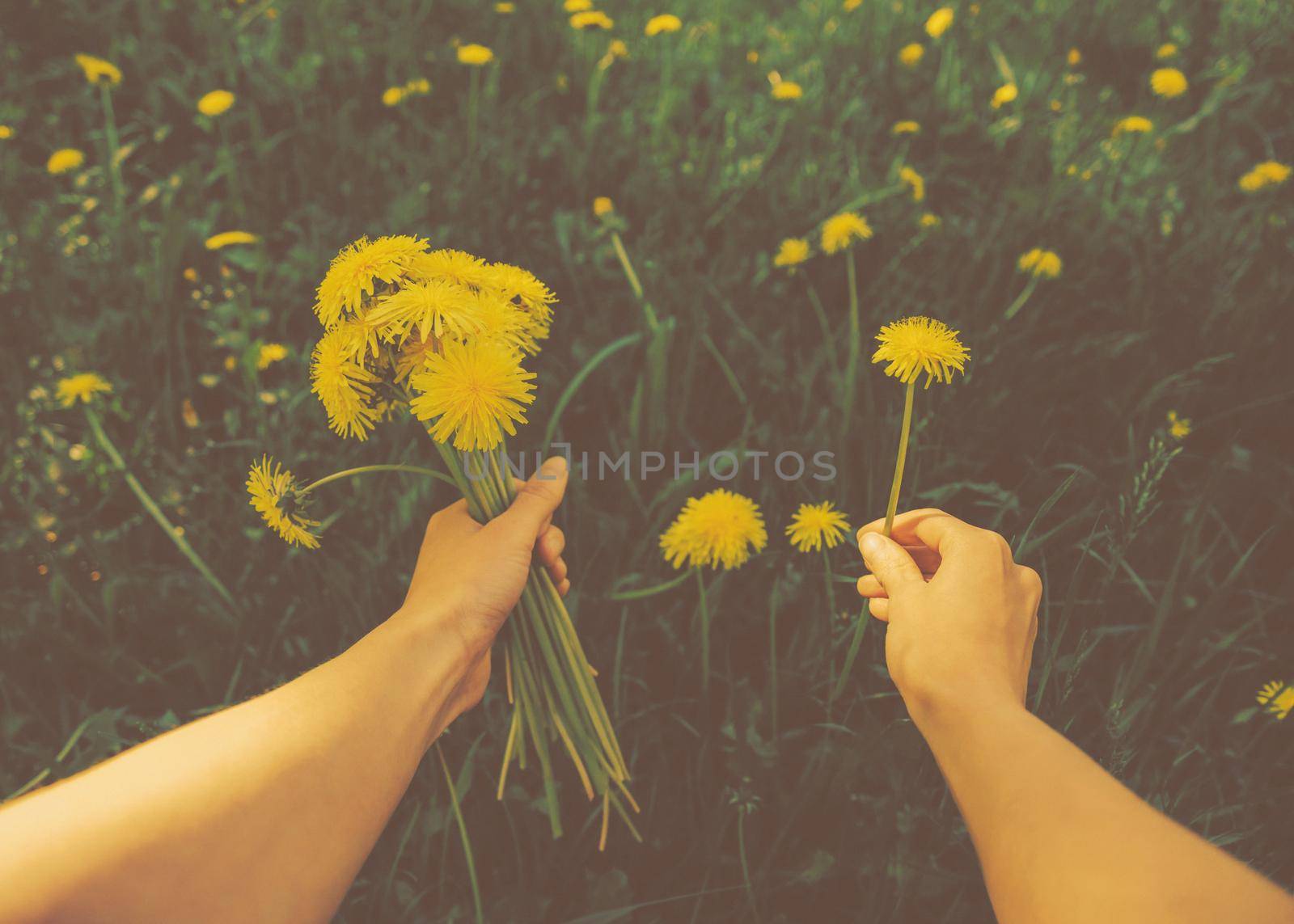 Woman picking flowers yellow dandelions on meadow in summer. Point of view shot. Image with instagram vintage color effect