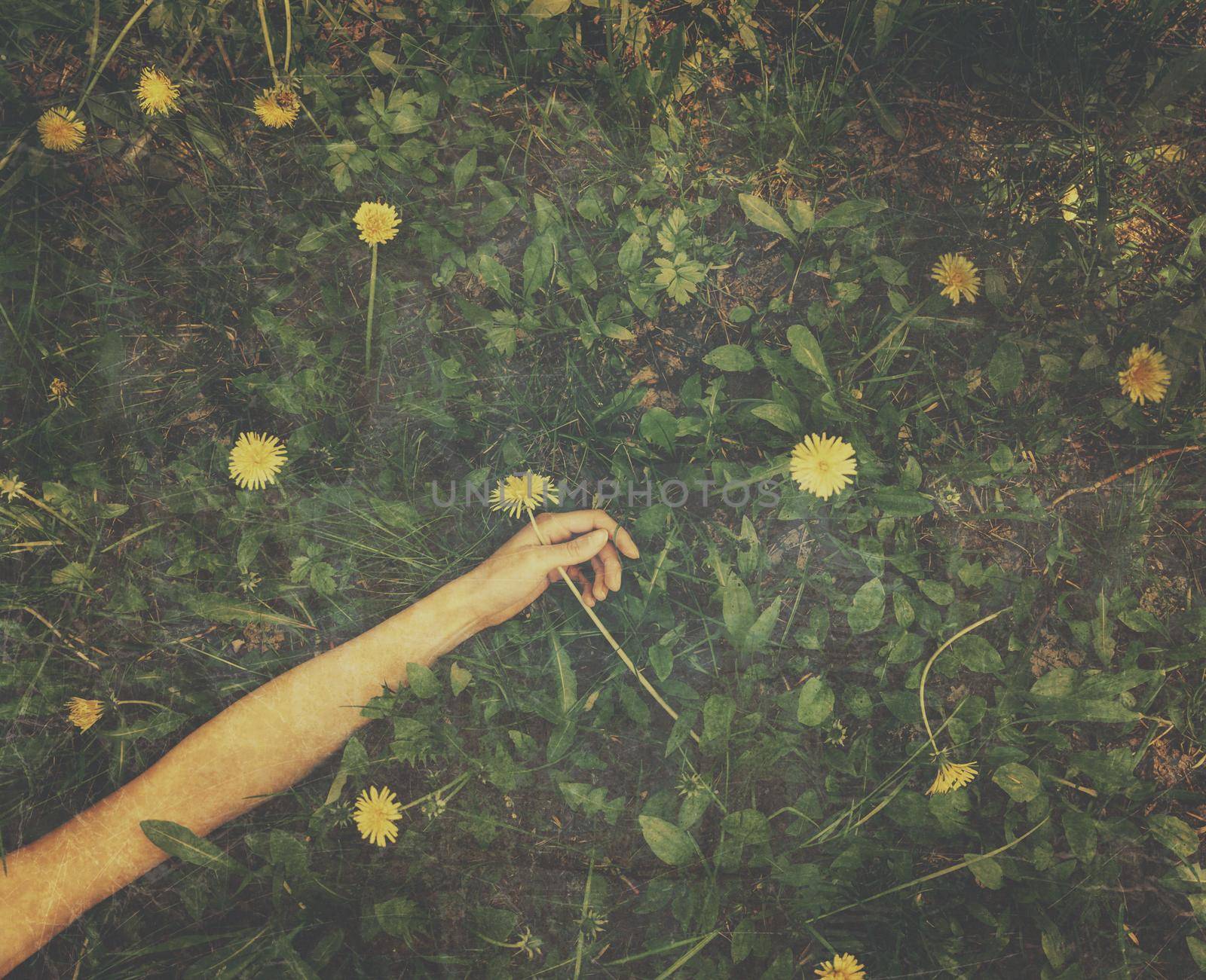 Woman lying on flowery meadow with dandelions in summer, close-up of hand. Vintage image