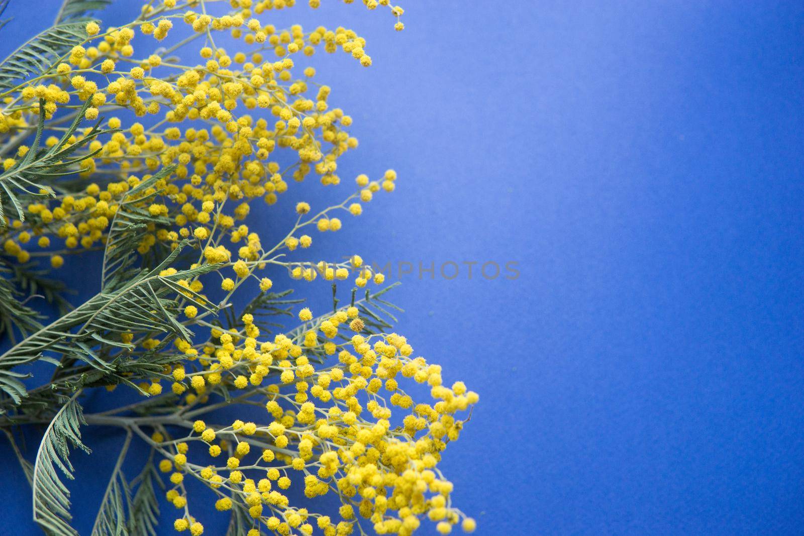 Spring concert. Mimosa on a blue background. Mimosa close-up. Happy spring. Space for text.