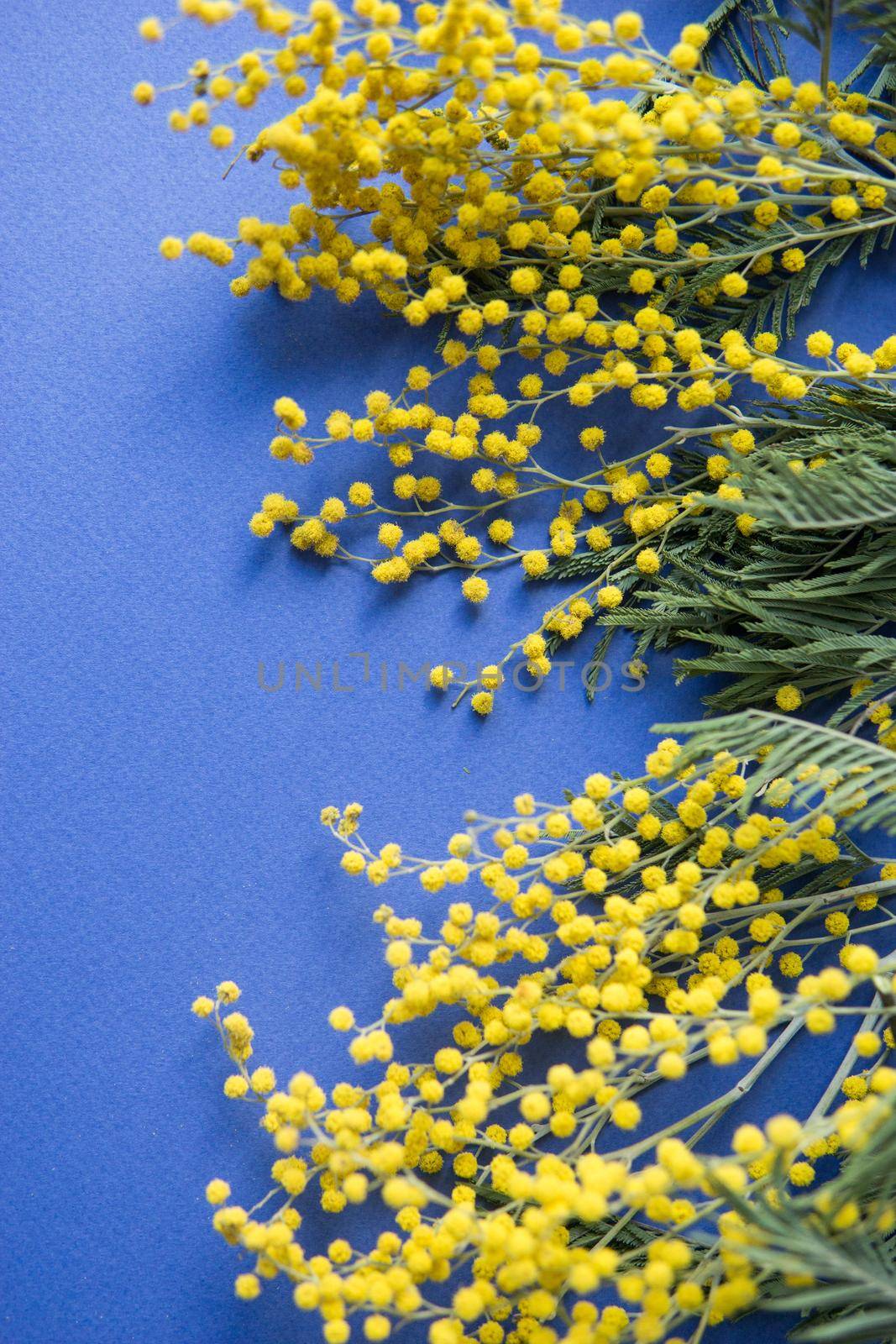 Spring concert. Mimosa on a blue background. Mimosa close-up. Happy spring. Space for text.