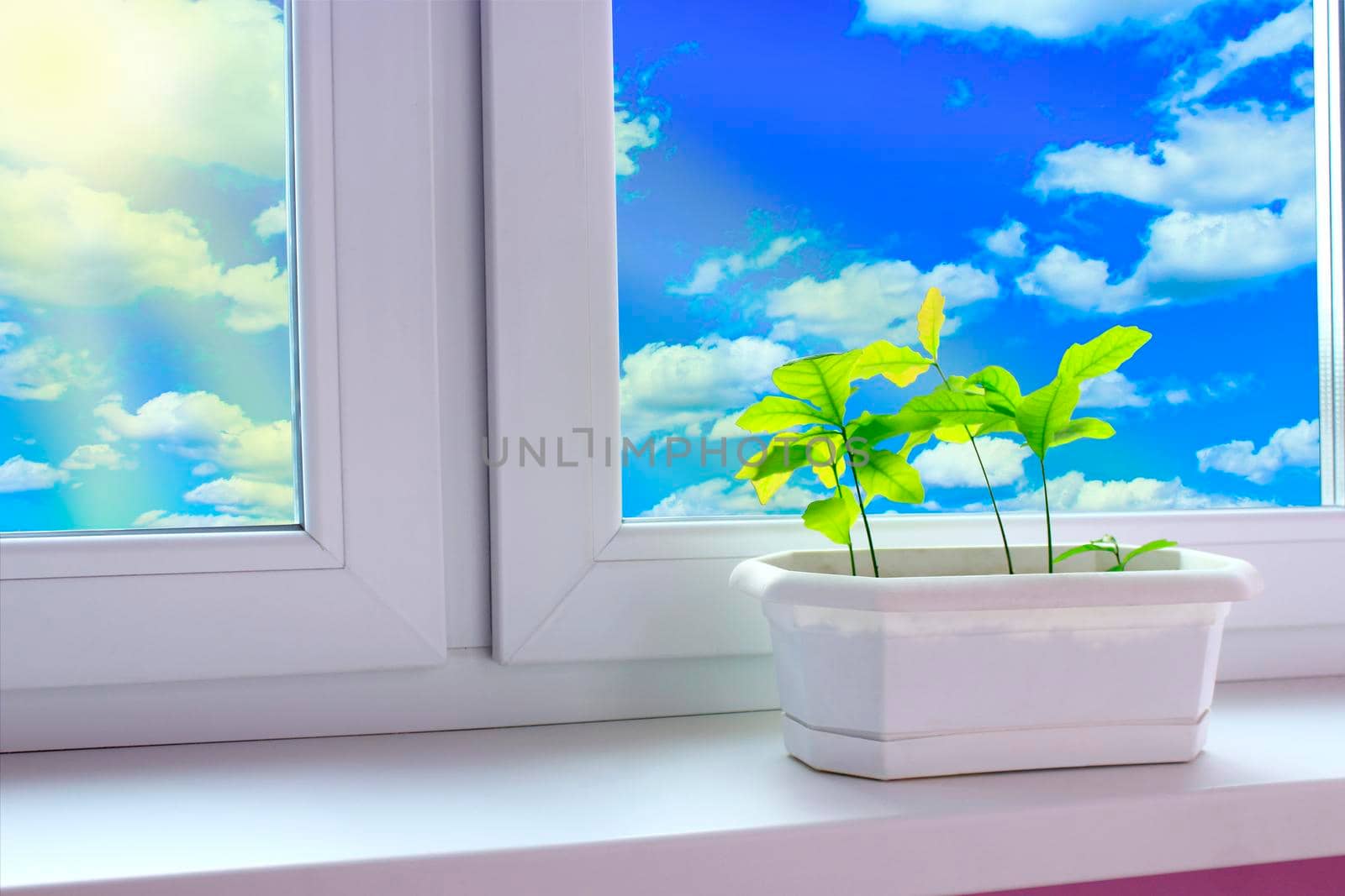 Young plants of oaks on window-sill of balcony and view to cloudy sky. Young trees are ready to planting. Sunny rays penetrate into the room. Tree planting. Gentle sun
