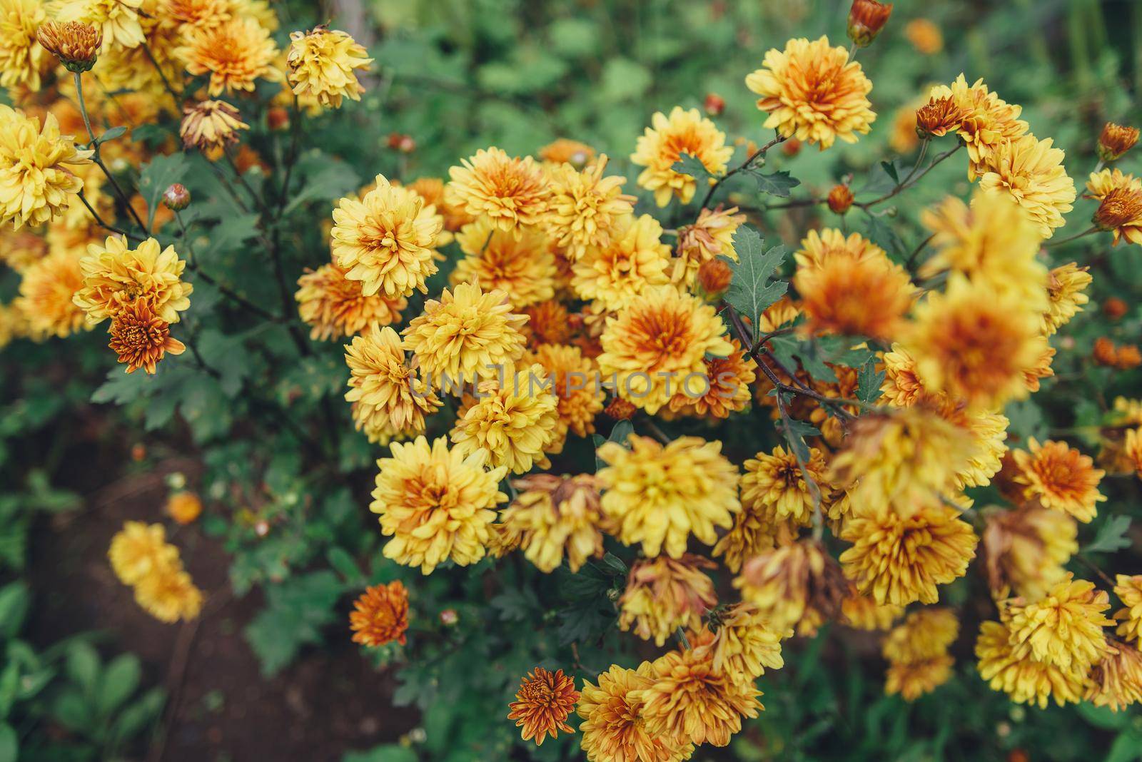Yellow chrysanthemums flowers outdoor