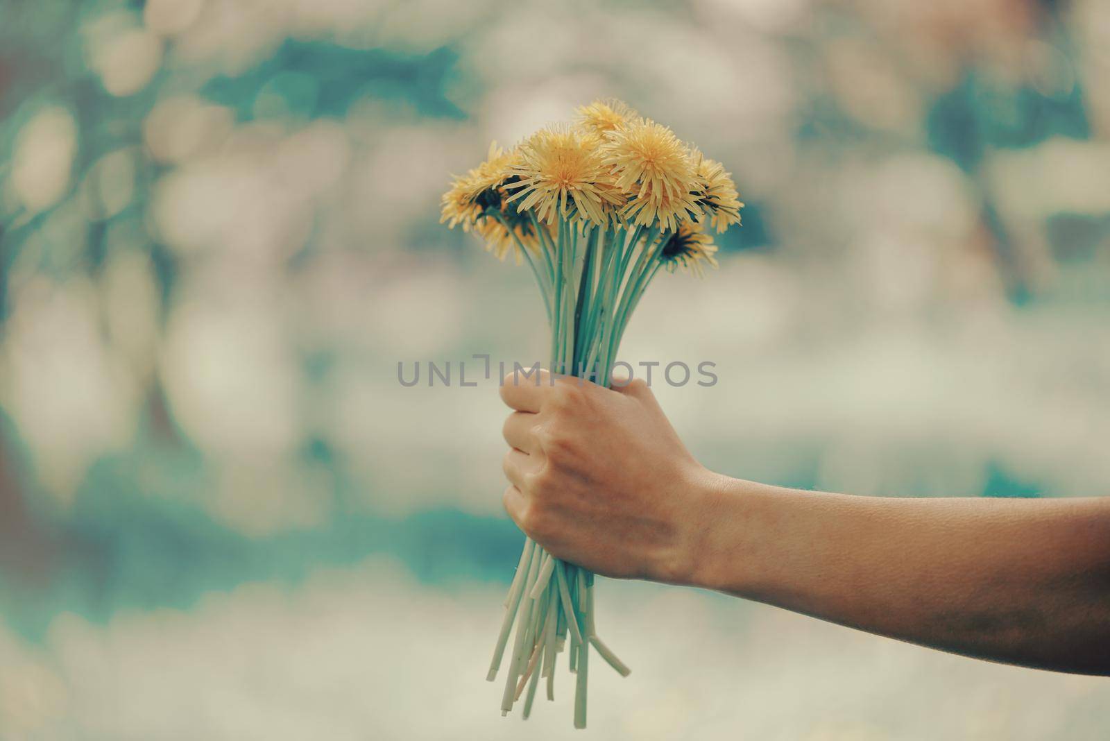 Woman holding bouquet of yellow dandelions outdoor in summer, close-up of hand with flowers. Image with instagram filter