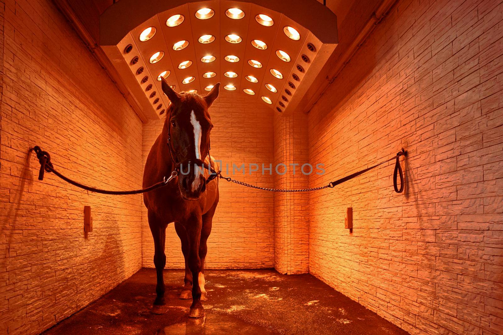 horse dry in the solarium by nazarovsergey