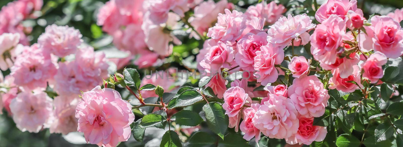 Beautiful pink roses Bonica in the garden. Perfect for background of greeting cards for birthday, Valentine's Day and Mother's Day by Olayola