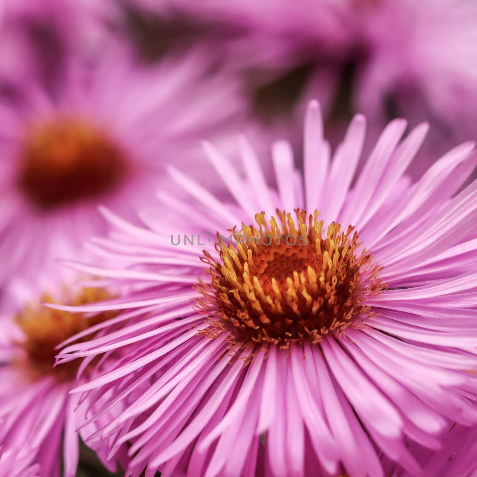 Beautiful pink flowers of autumn aster in the garden by Olayola