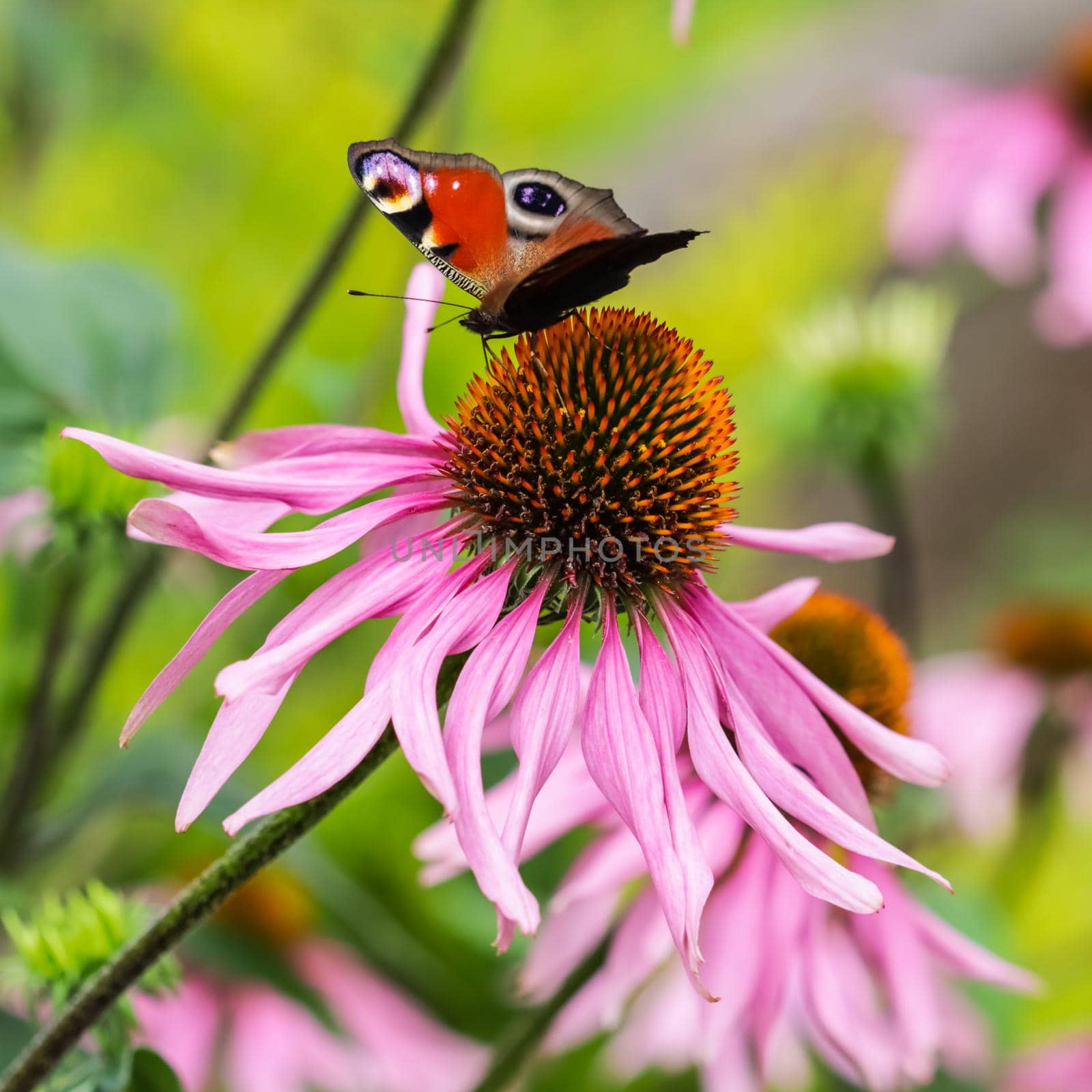 Beautiful colored European Peacock butterfly (Inachis io, Aglais io) on purple flower Echinacea in sunny garden. by Olayola