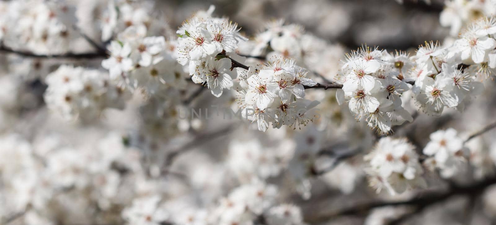 Cherry blossoms in spring. Beautiful white flowers by Olayola