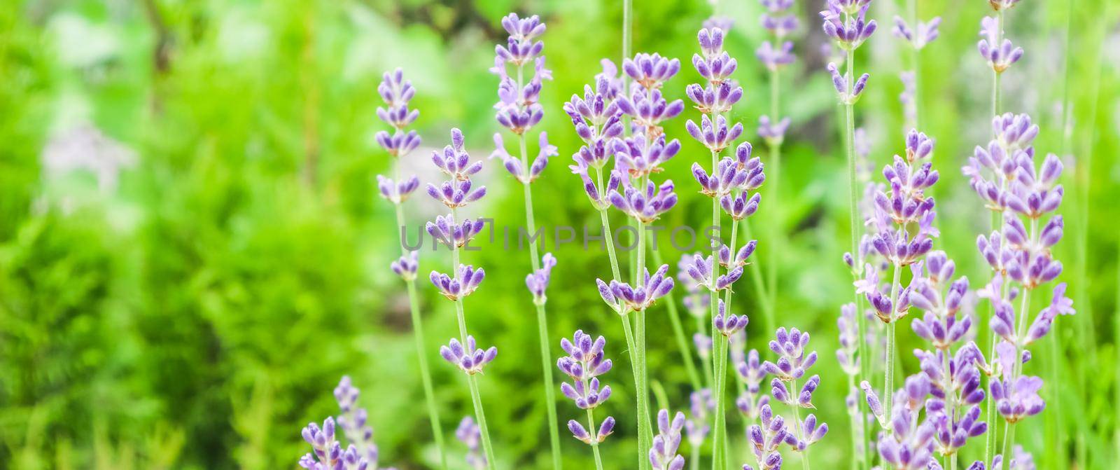 Soft focus on beautiful lavender flowers in summer garden by Olayola