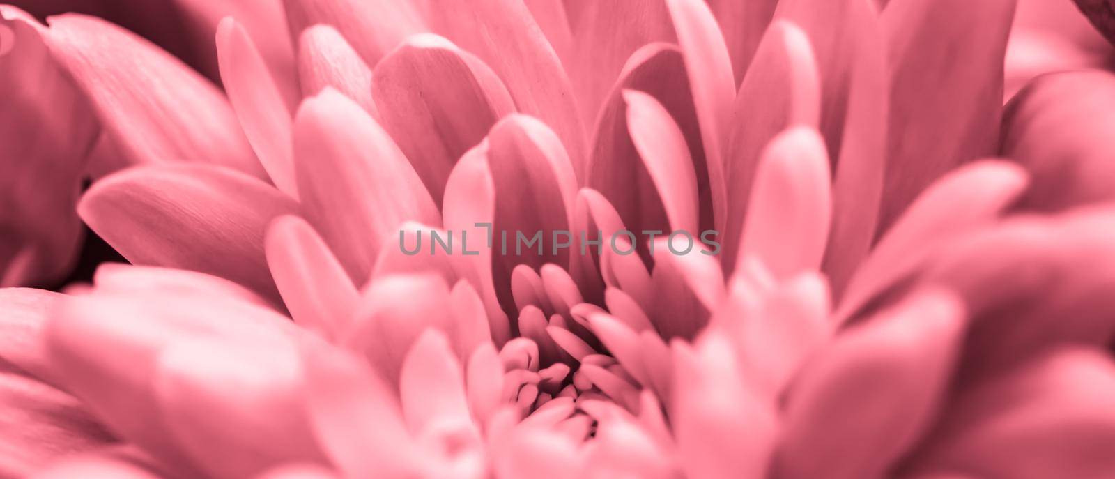 Retro art, vintage card and botanical concept - Abstract floral background, pink chrysanthemum flower. Macro flowers backdrop for holiday brand design