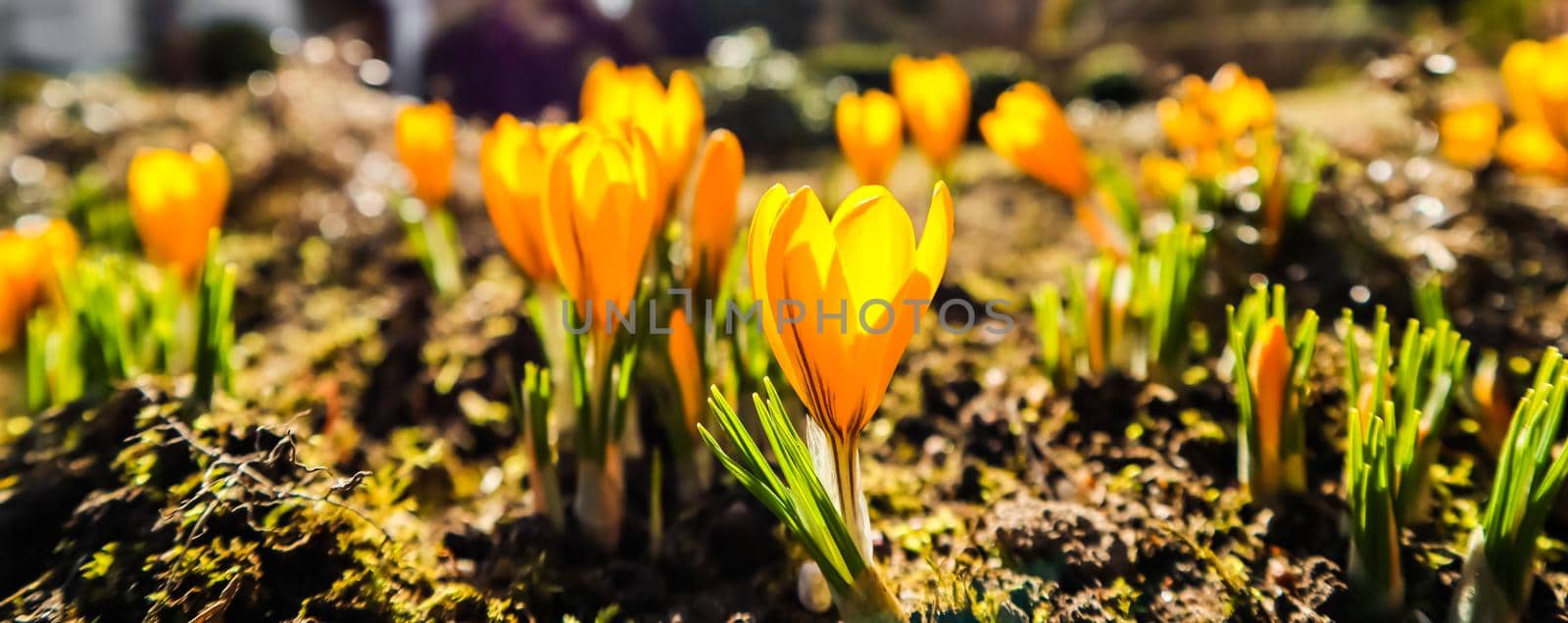 Spring is coming. The first yellow crocuses in my garden on a sunny day by Olayola