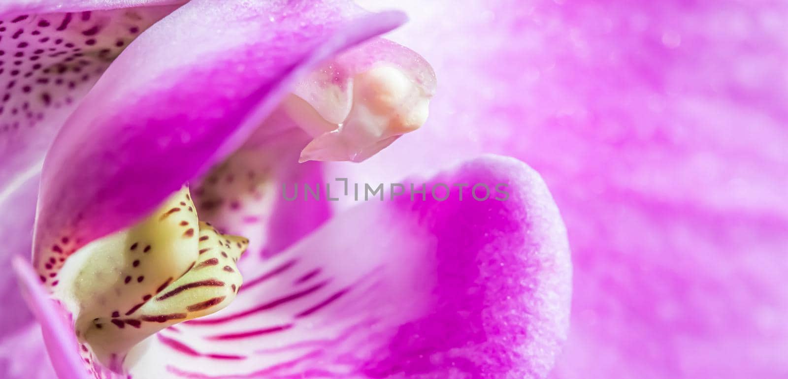 Purple orchid phalaenopsis flower fragment. Macro. Floral background