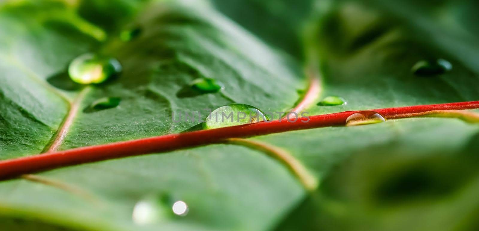 Abstract green background. Macro Croton plant leaf with water drops. Natural background for brand design