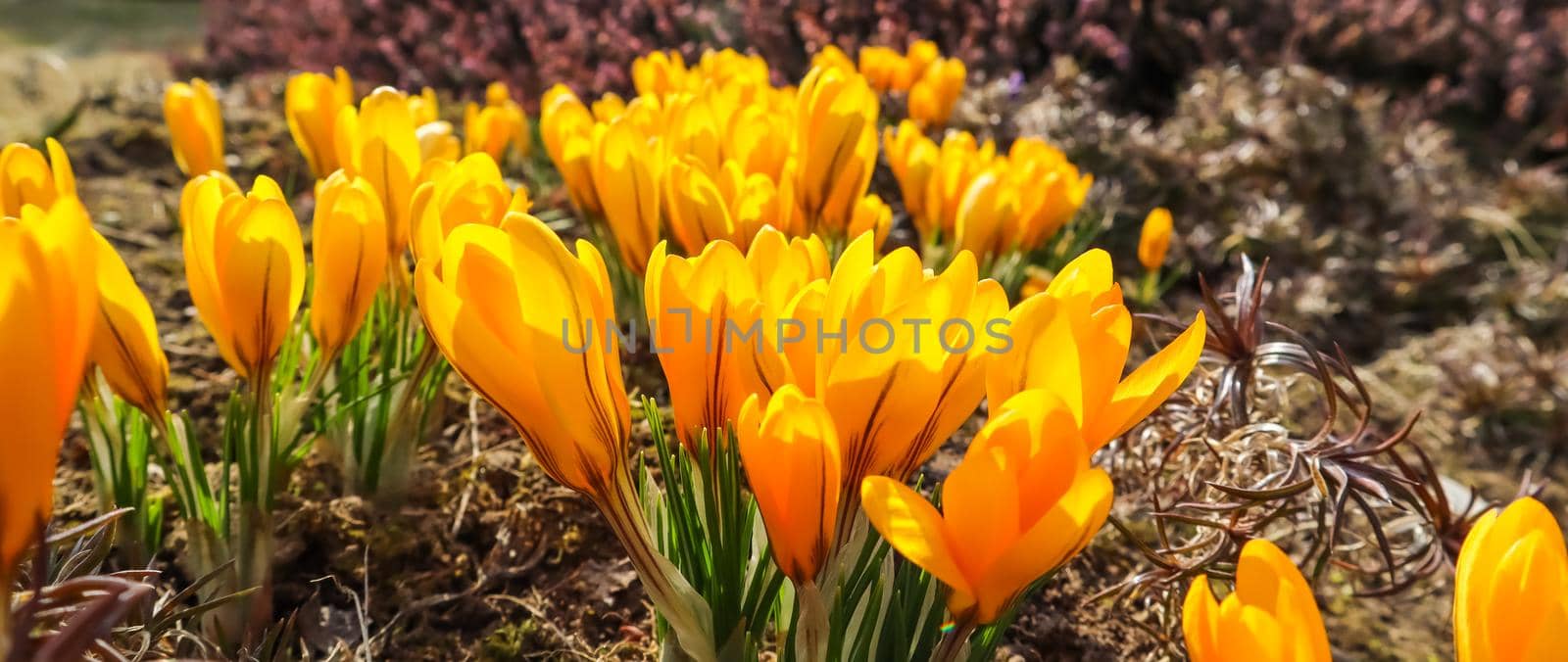 Spring in my garden. Blooming yellow crocus flowers on sunny day by Olayola
