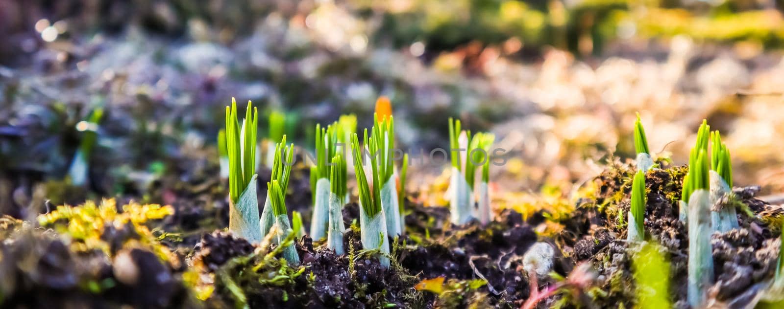 Spring is coming. The first yellow crocuses in my garden on a sunny day by Olayola