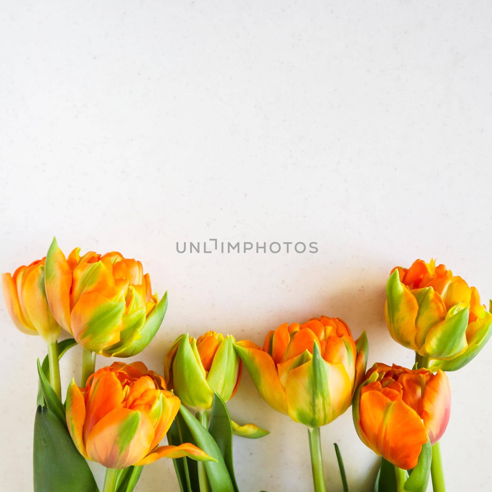 Beautiful orange tulips on white backdrop. Perfect for background greeting card by Olayola