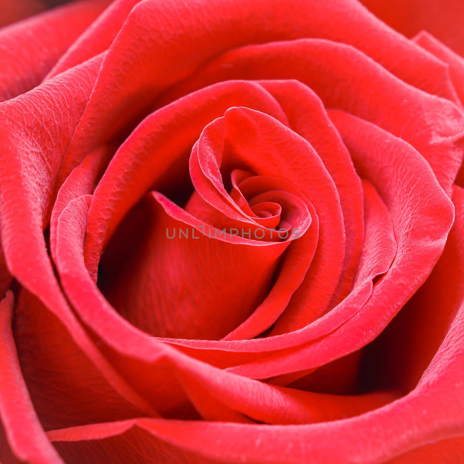 Beautiful red rose. Perfect background for a greeting card by Olayola