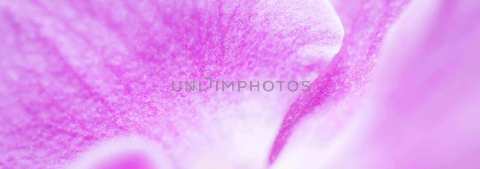 Purple orchid phalaenopsis flower fragment. Macro. Floral background by Olayola