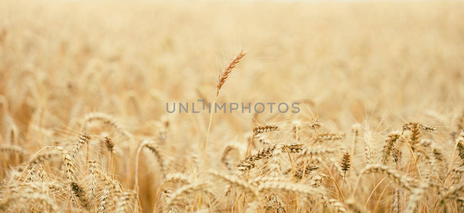 field with yellow ripe ears of wheat on a summer day, selective focus