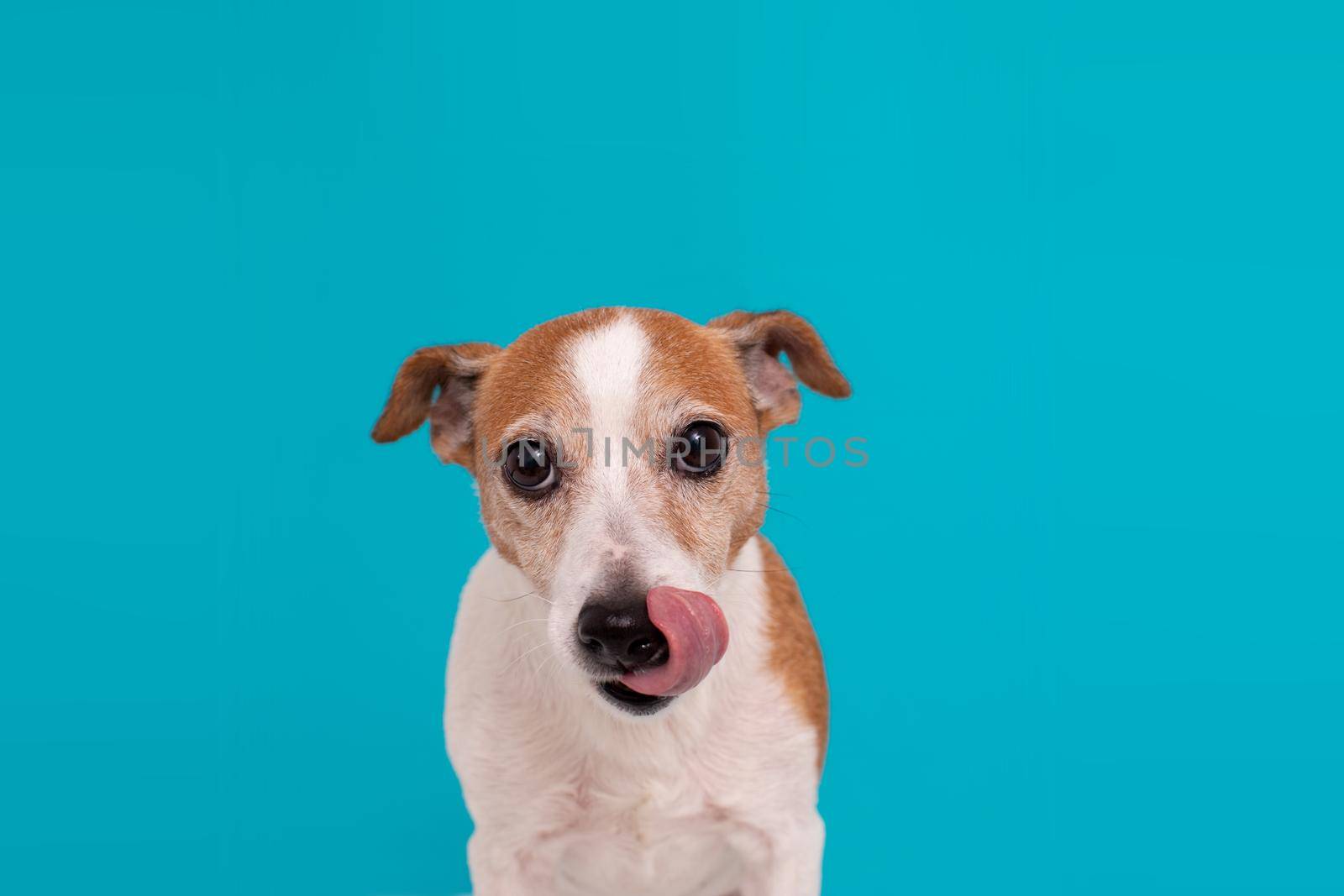 Adorable spotty dog tightening ears and licking nose with pink tongue on turquoise background