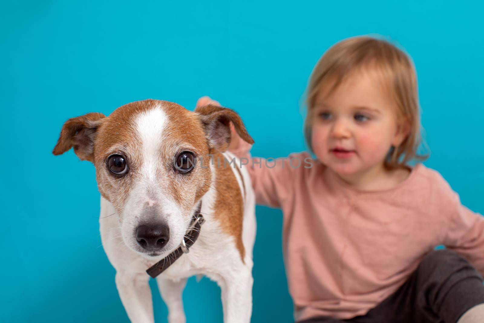 Blurred little child petting cute small dog while sitting against bright blue background