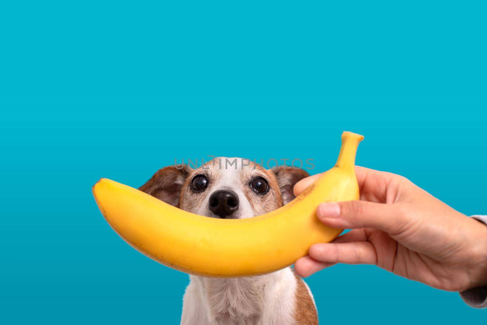 Funny puppy with banana near chaps by Demkat