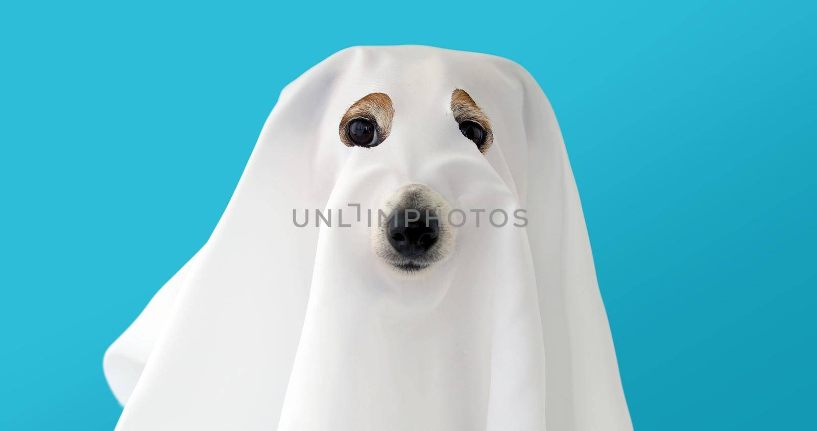 Dog sit as a ghost scary and spooky by Demkat