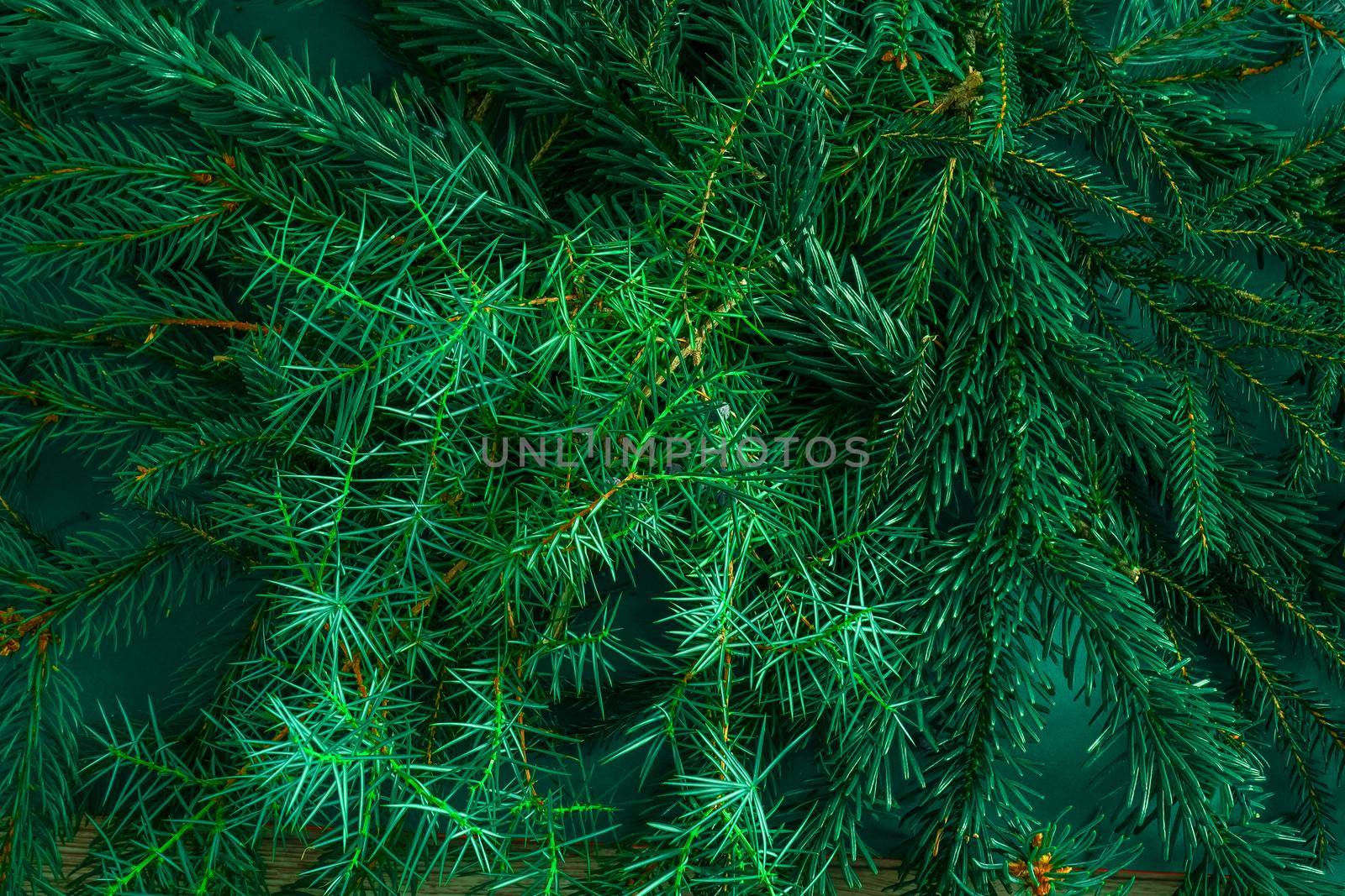 Christmas green background. Pine branches, needles and Christmas trees. View from above. Christmas nature background. December mood concept. Copy space.
