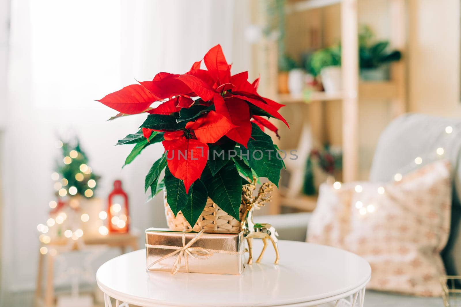 Beautiful poinsettia in wicker pot, gifts and space for text on blurred holiday decoration background. Traditional Christmas star flower