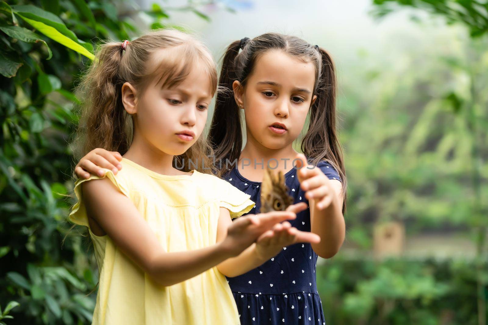 Two little sisters holding a butterfly in their hands. Children exploring nature. Family leisure with kids at summer.