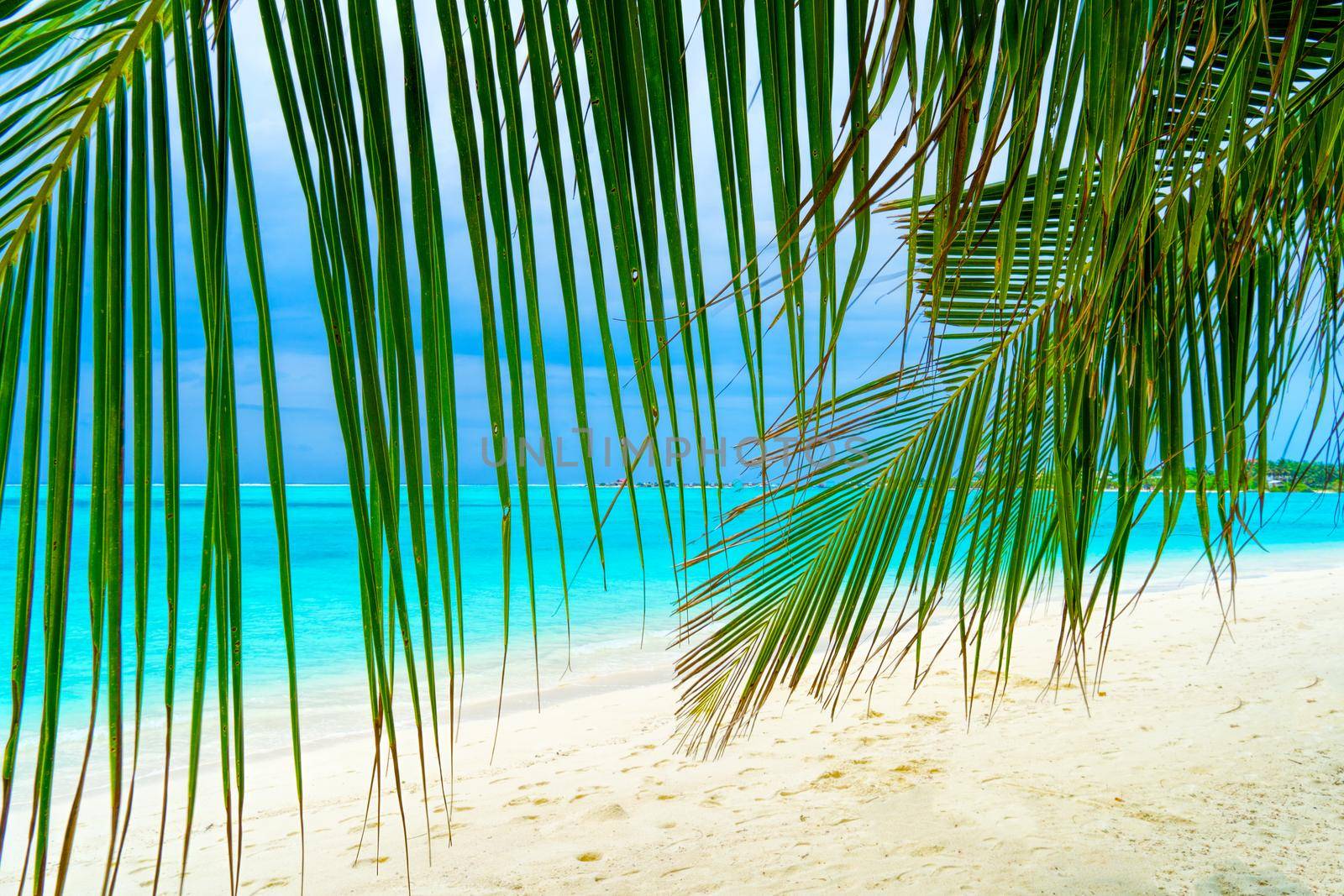 Coconut palm leaves close-up on a background of sea, sand and sky. Maldives, tourism, family vacations.