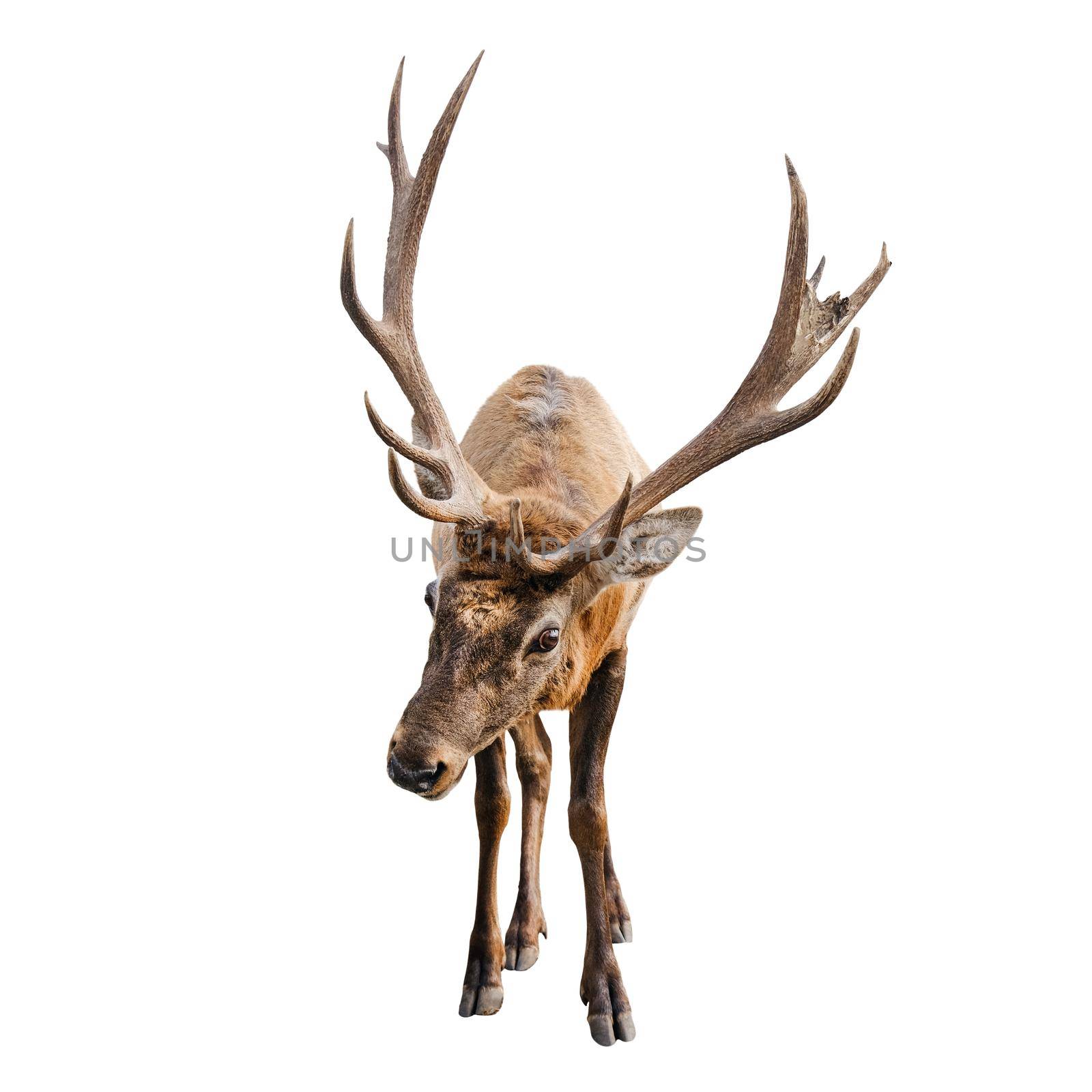 The red deer with huge horns is isolated on white background. Red deer close up.