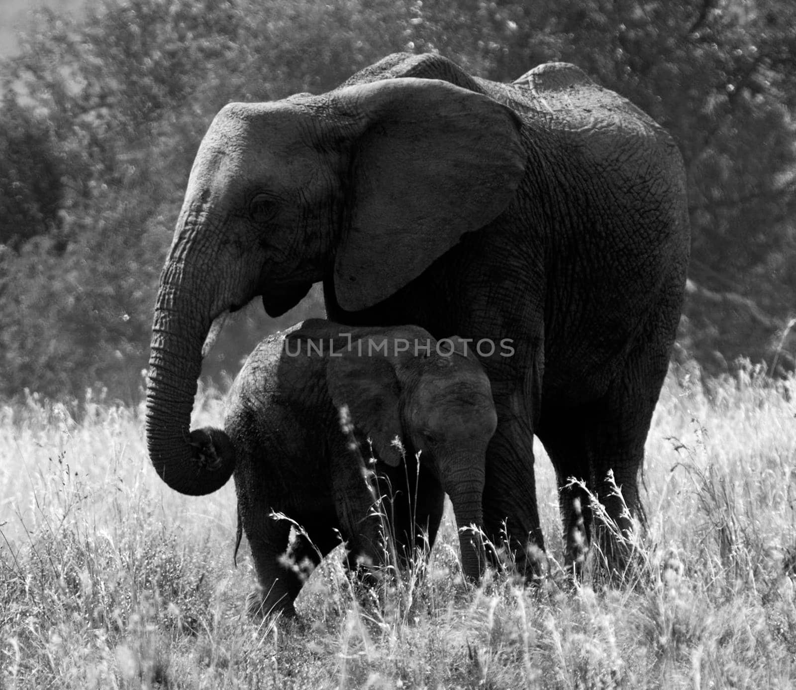 Wildlife photography is a genre of photography concerned with documenting various forms of wildlife in their natural habitat.