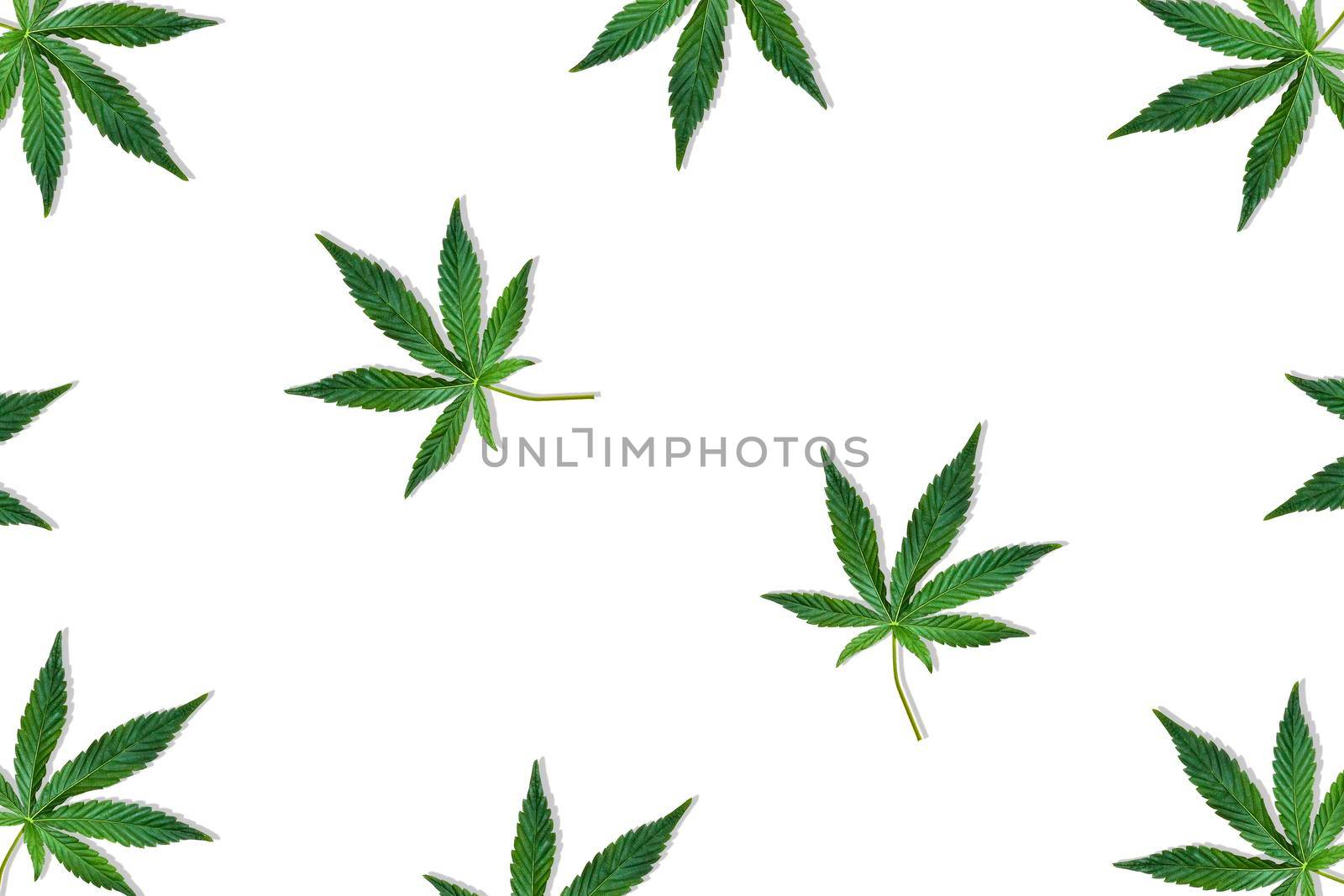 Hemp or cannabis leaf isolated on white background. Top view, flat lay. Pattern background with green leaves. Herbal alternative medicine and cannabis concept