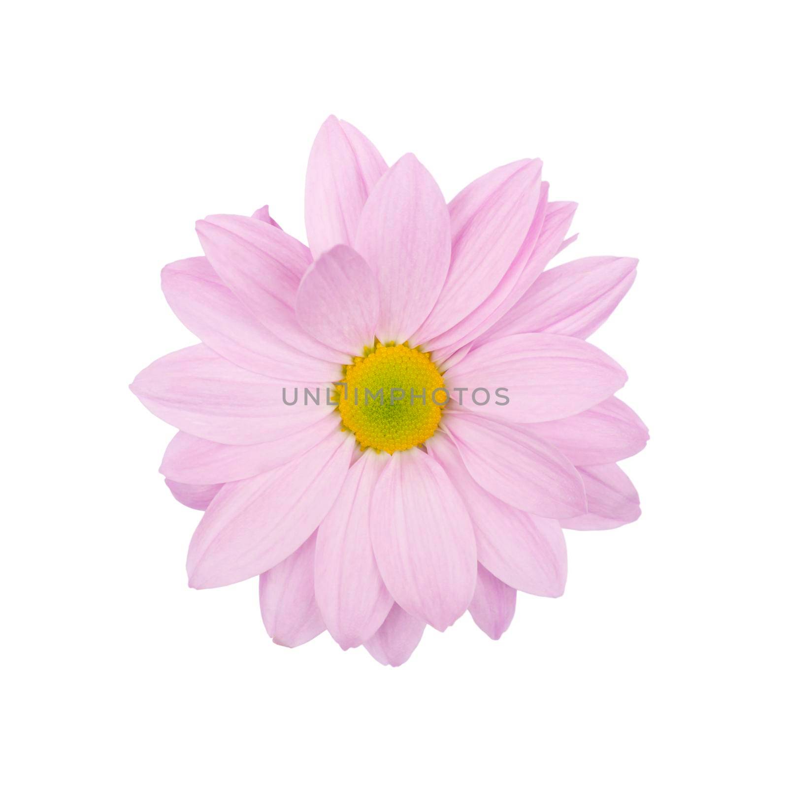 lilac daisy, chamomile or chrysanthemum macro photo isolated . Flower head isolated close up.