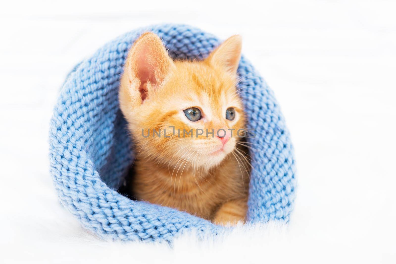 Small Valentines orange kitten is sweetly basking and looks around in a knitted blue hat with copyspace. Soft and cozy. Christmas, home comfort and new year holidays, Valentines Day concept.