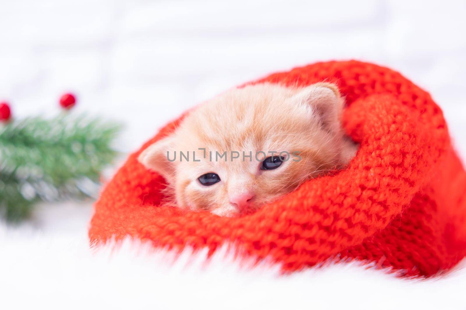 Small Christmas red kitten is sweetly basking and looking at the camera in a knitted red Santa hat. Soft and cozy with a Christmas tree. Christmas, home comfort and new year holidays concept.