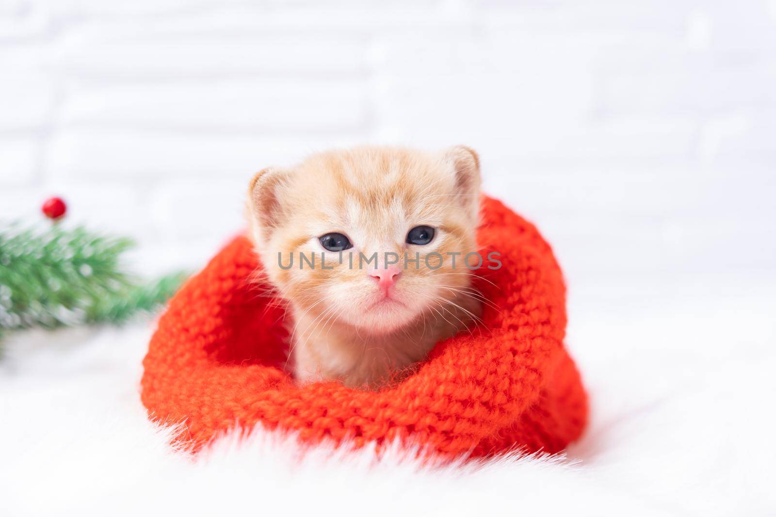 Small Christmas orange kitten is sweetly basking and looking at the camera in a knitted red Santa hat. Soft and cozy with a Christmas tree. Christmas, home comfort and new year holidays concept.
