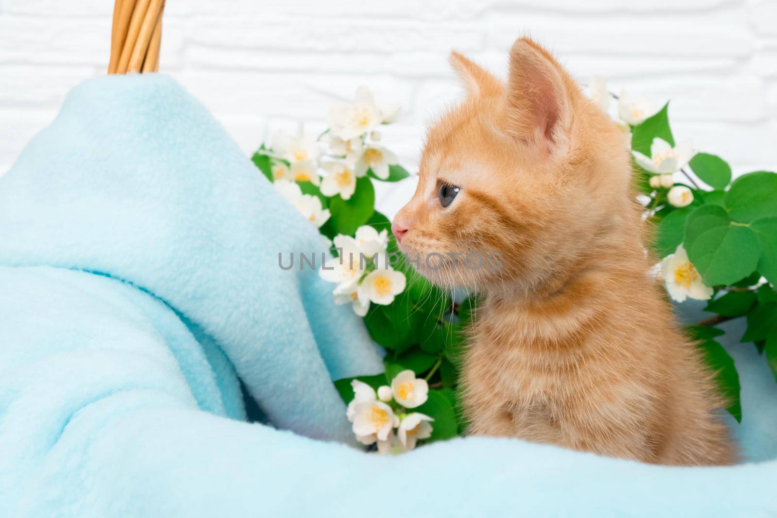 A small red tabby kitten lies comfortably in a blue blanket with copyspace. Concept of taking care of pets, spring holidays, Easter.