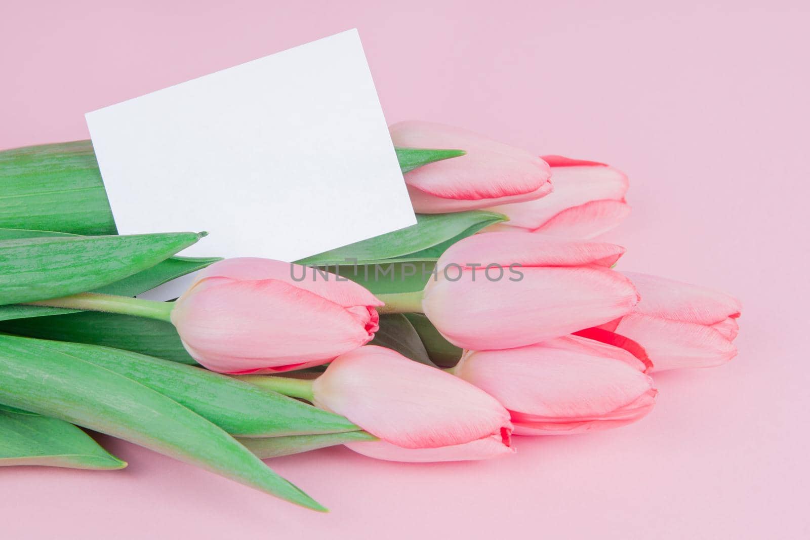 Delicate postcard flowers tulips with a note on a pink background mock up by chelmicky