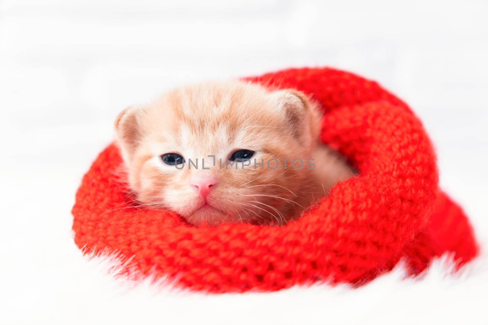 Close up small Valentines ginger kitten is sweetly basking and looking at the camera in a knitted red hat. Soft and cozy. Christmas, home comfort and new year holidays, Valentines Day concept.