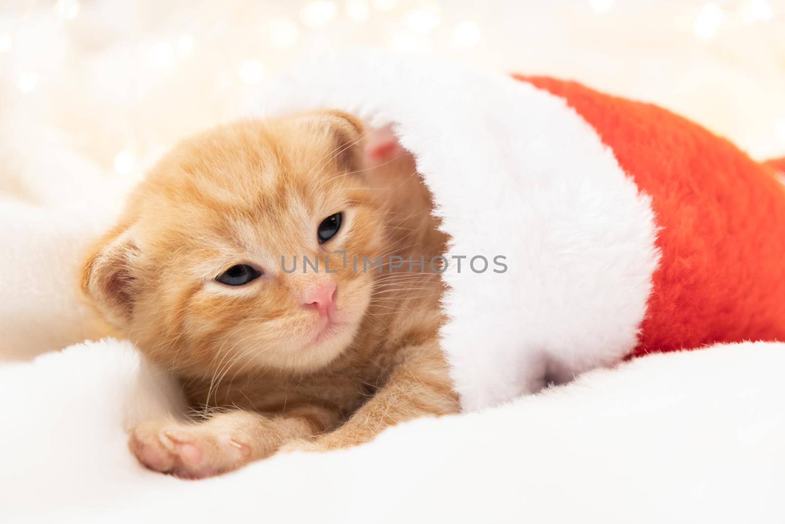 Little Christmas orange kitten lies sweet and cozy in a santa hat. Soft and cozy against the background of the New Year's garland. Christmas, home comfort and new year holidays concept by chelmicky
