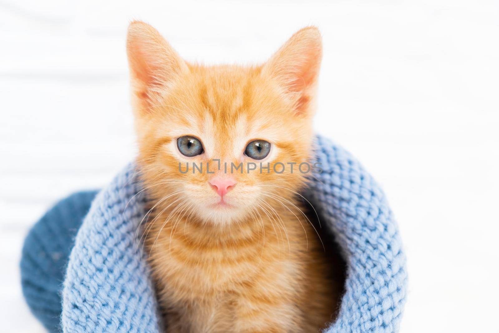 Small Valentines orange kitten is sweetly basking and looking at the camera in a knitted blue hat with copyspace. Soft and cozy. Christmas, home comfort and new year holidays, Valentines Day concept.